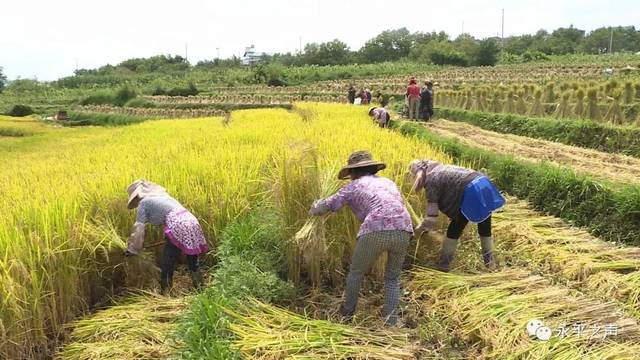 稻穀飄香農民樂 顆粒歸倉慶豐收