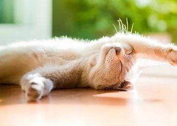 猫咪不怎么洗澡,身上却没有体臭,原因在这里。