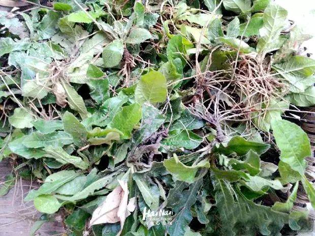 五华人经常吃的地胆头到底是什么