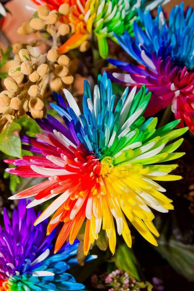 养菊花怎能少得了"彩虹菊",开花如彩虹,寓意:约定,不离不弃_手机搜狐