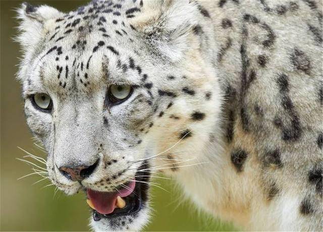 三江源发现神秘精灵,尾巴又长又大,一年需36只