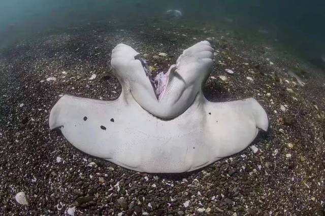 人间地狱!鲨鱼惨被剖腹割翅,潜水员看到,忍不住._手机搜狐网