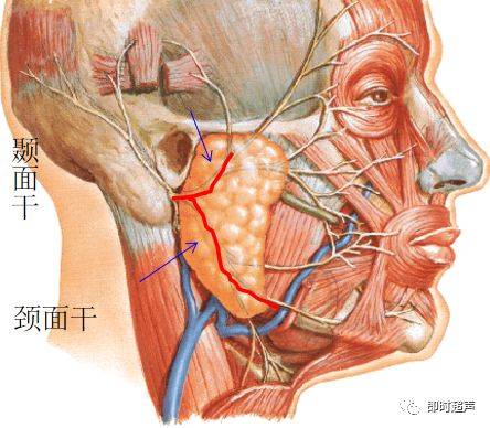 腮腺导管的位置示意图图片