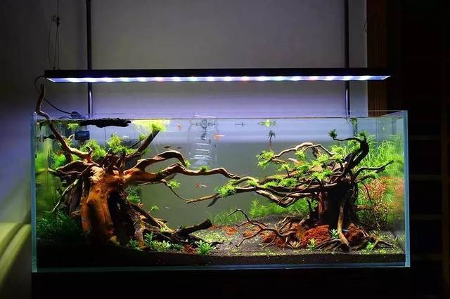 造景必备沉木的几大挑选原则再也不怕买不到好沉木了