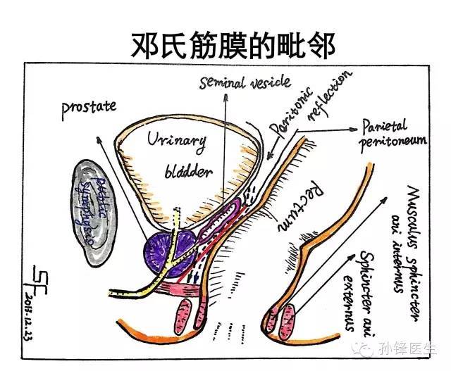医学干货|邓氏筋膜:横在直肠癌手术前面的"一道坎儿"!