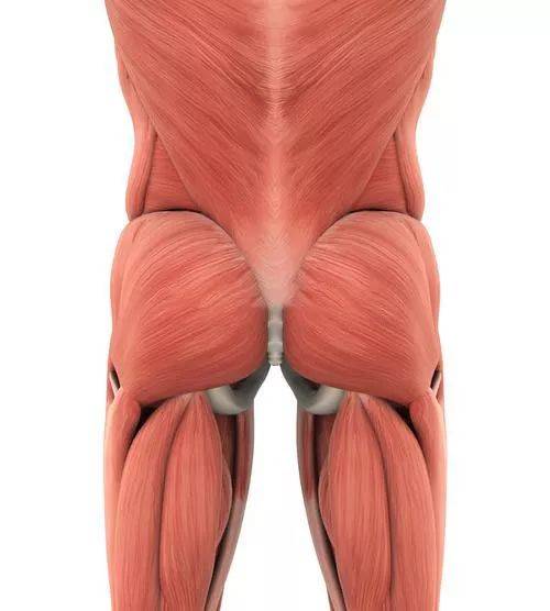 肌肉篇之臀肌