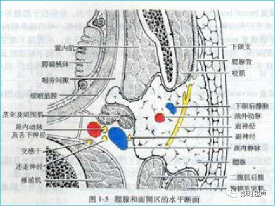 腮腺深浅叶解剖图图片