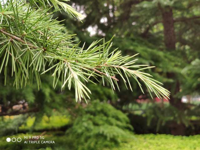 小米9 pro拍照表现如何?十一长假实际体验告诉你!