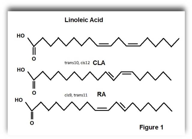 的分子组成和分子量都一样,但是结构不一样,如图(最上面的是亚油酸