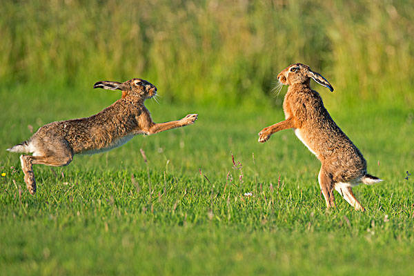2021年生肖属兔人全年运气