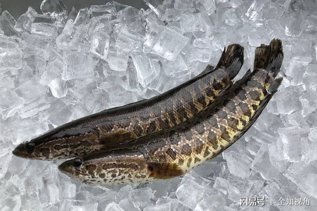 原创中国黑鱼入侵北美,被下达格杀令,吃货拯救美国的时刻到了!