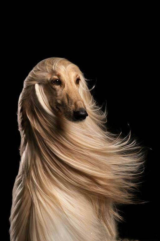 它获称:世界上最漂亮的狗,一身光泽的毛发"高贵"如"女王"