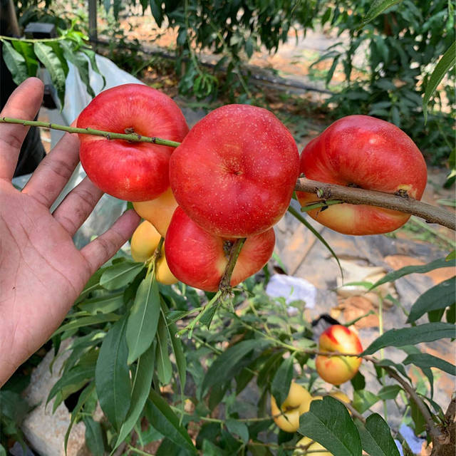 6-6油蟠桃:任何品种的桃都没有"我"早熟_手机搜狐网