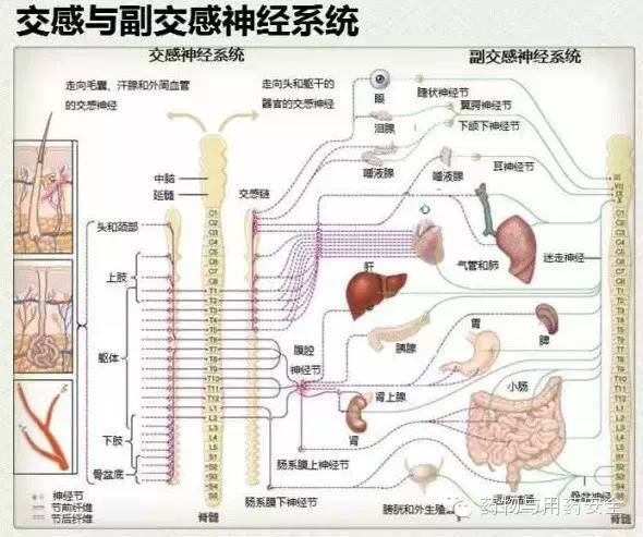 人体的交感神经与副交感神经_手机搜狐网