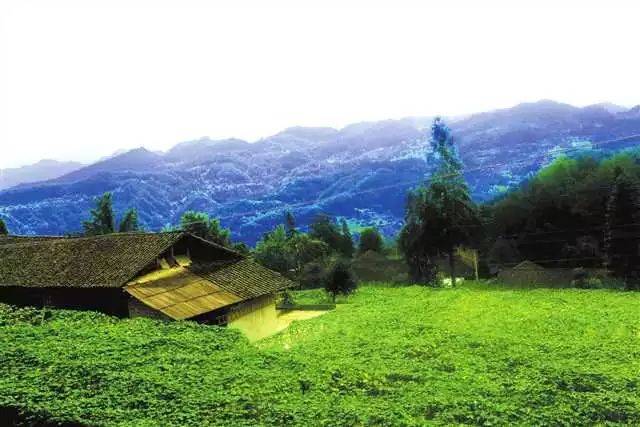 青瓦木屋 百年老树 探寻黔江鹅池镇的长寿村_手机搜狐网