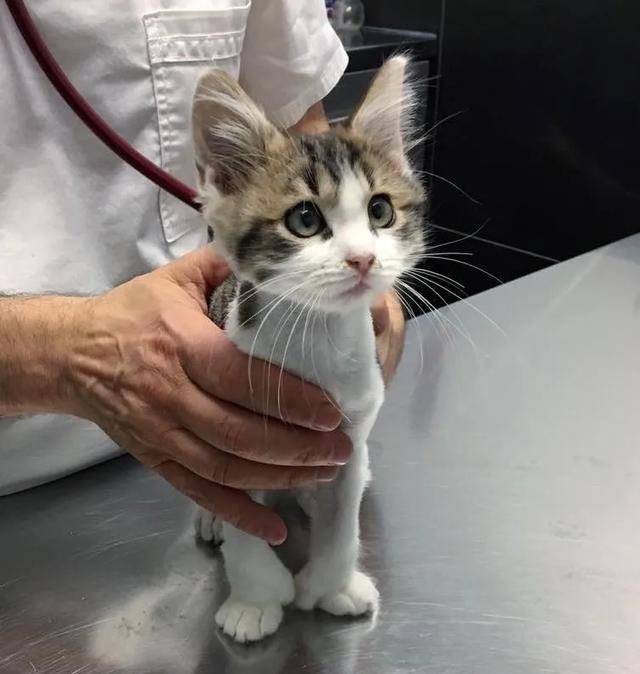 多趾小猫在大街上流浪,瘦骨嶙峋无人收养,遇到女孩后模样美翻了