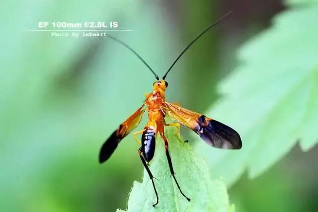 柑橘园常见益虫高清图,别开枪!自己人