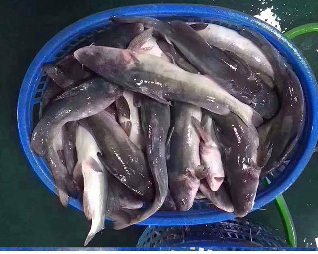 中国鮰鱼产业发展现状及趋势分析