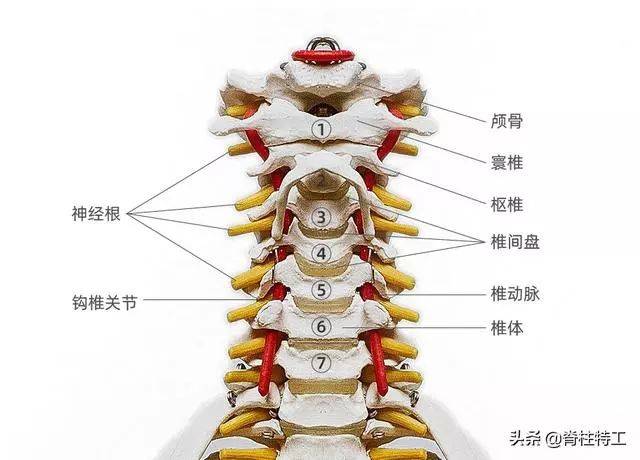 脊柱部位一旦出現損傷,相應節段的神經緊張或卡壓會引起其所支配的