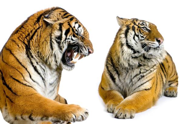 2021年生肖属虎人全年运程