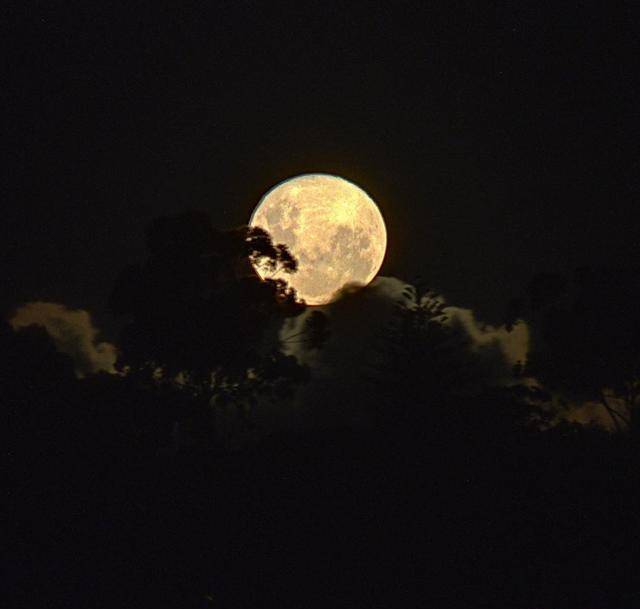 花開人醉,花落人傷,無眠的夜晚月色那麼美,是個適合憂傷的日子