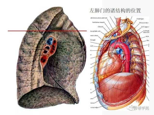 肺段內結構的相互關係支氣管肺段,段支氣管,肺門