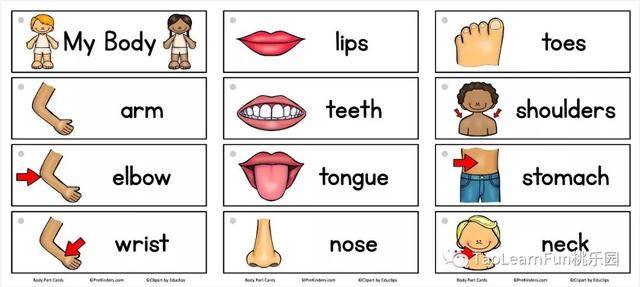 toes,eyes,ears,mouth,nose,月龄偏大的话还能解释下单数复数原则