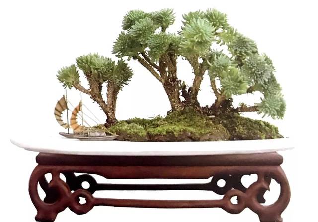 分享盆景造型案例山油柑桩材十六年蜕变为盆景的成型轨迹