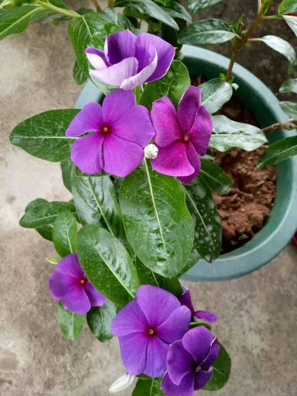 长春花一年四季都美得不像话20种长春花品种图鉴来啦