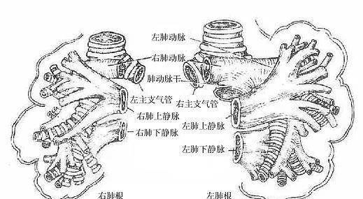 肺根结构图示三尖瓣及二尖瓣介绍(图)内脏平面解剖图解人体内脏平面