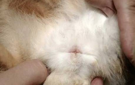 母兔子的睾丸图片