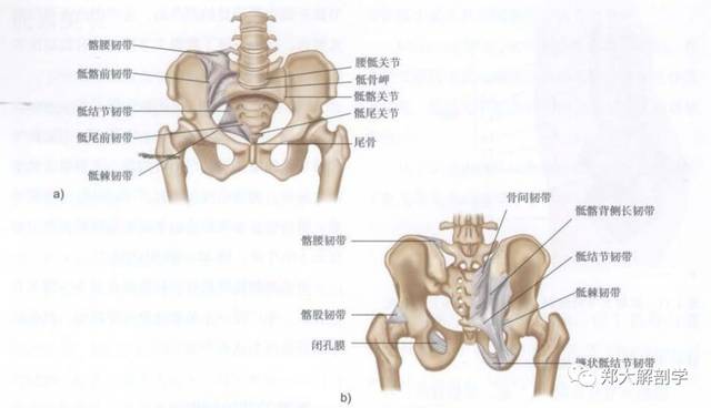 髂腰韌帶影響骶髂關節穩定性的同