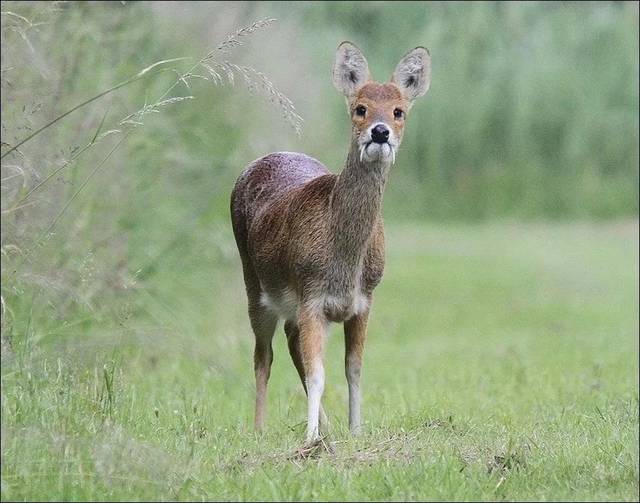 雄性獐子巨大的獠牙