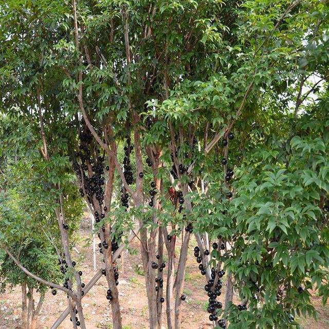 嘉宝果树是桃金娘科,适合福建,浙江,广西气候相对温和的地区_手机搜狐