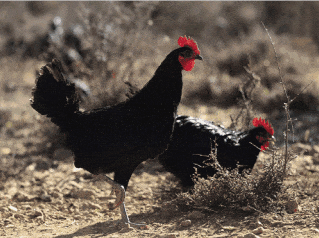 639_477gif 动态图 动图