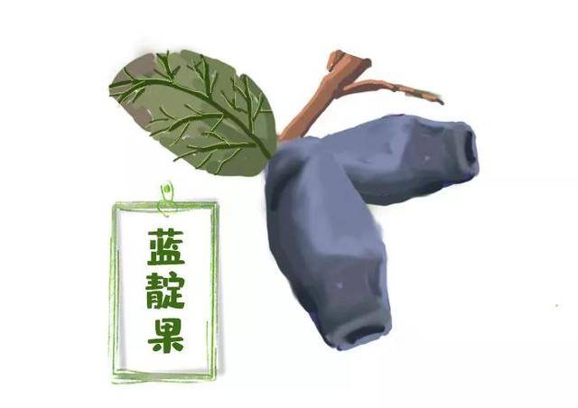 蓝靛果俗称"山茄子","黑瞎子果",其含花青素最多,有助于修复视网膜