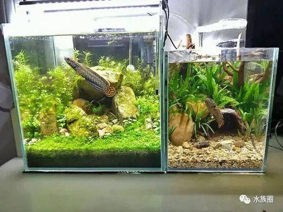 几个雷龙造景缸及雷龙饲养经验分享,一入雷龙难以自拔!
