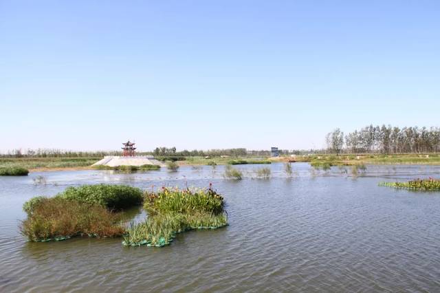 东明黄河湿地公园图片