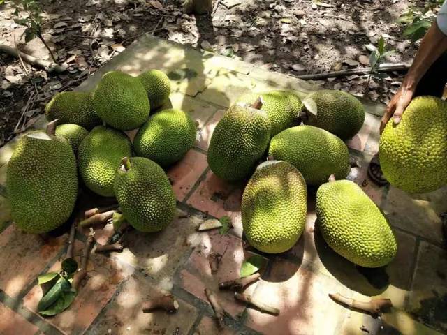 越南红肉菠萝蜜甜蜜来袭! q弹"齿留香",你怎么能错过?