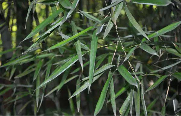 (竹种类) 天目早竹