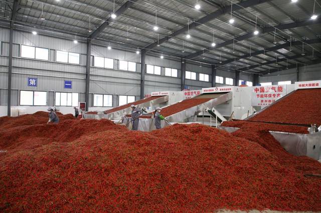 绥阳:辣椒产业发展再添新动力!