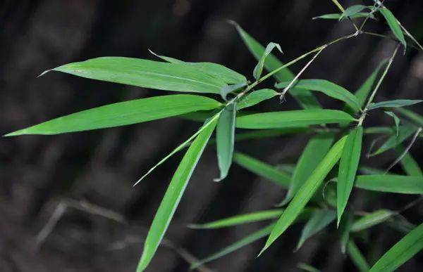 (竹种类) 天目早竹