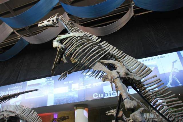 世界上最高大的巨型鸭嘴龙化石骨架保存在诸城恐龙国家地质公园