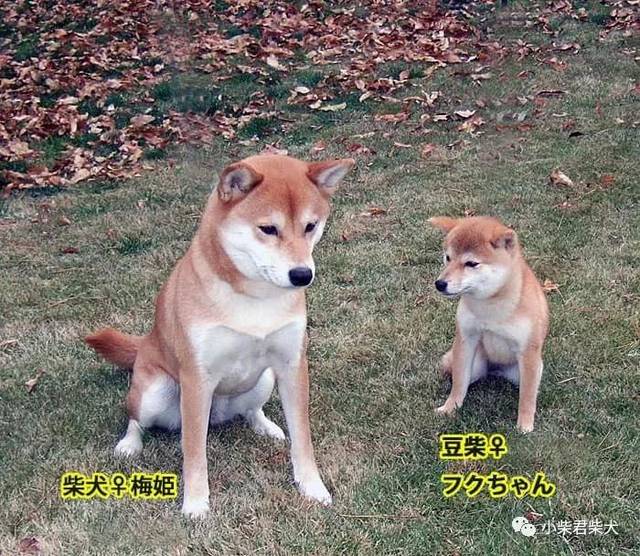 柴犬类别豆柴小体标柴有何不同