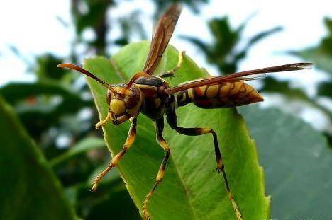 这种蜂类能短时间毁掉一箱蜜蜂,被它蛰到可致死,其幼虫却是美味