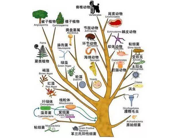 学生们怎么理解进化树