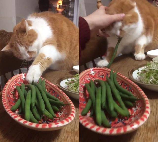 猫咪偷吃被抓现场猫你是不是玩不起不就吃你一口东西吗