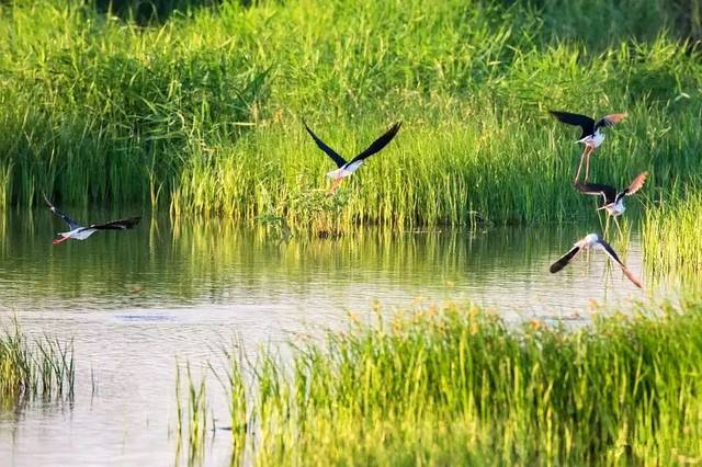 一起看秋天吗义乌周边这10个超美芦苇荡让秋日美出了新高度