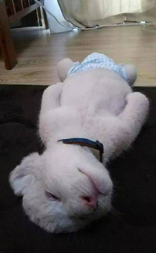 白色的狮子你见过没?这只基因突变的小白狮萌到爆,好想捏它!