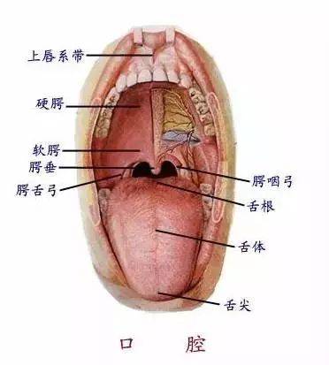 牙医必备】最简单易懂的口腔解剖图值得每位牙医收藏_搜狐网